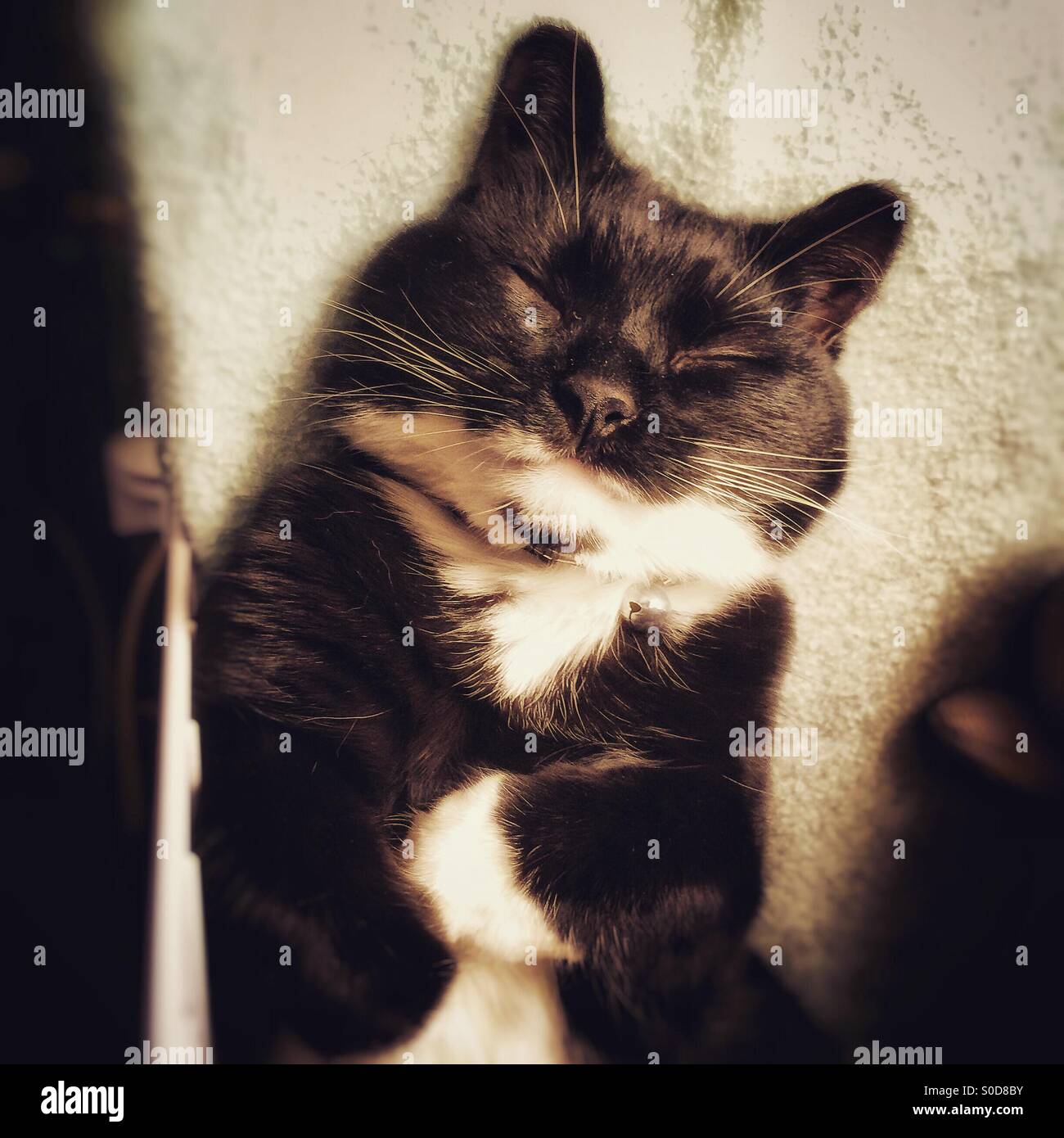 Chill-out gatto Foto Stock
