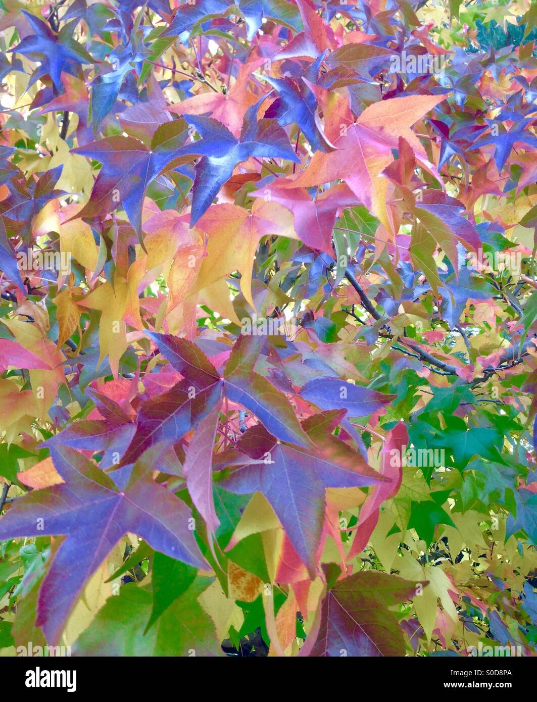 Ambra liquida Foglie di autunno cambiando colore - Immagine stock catturata con smartphone