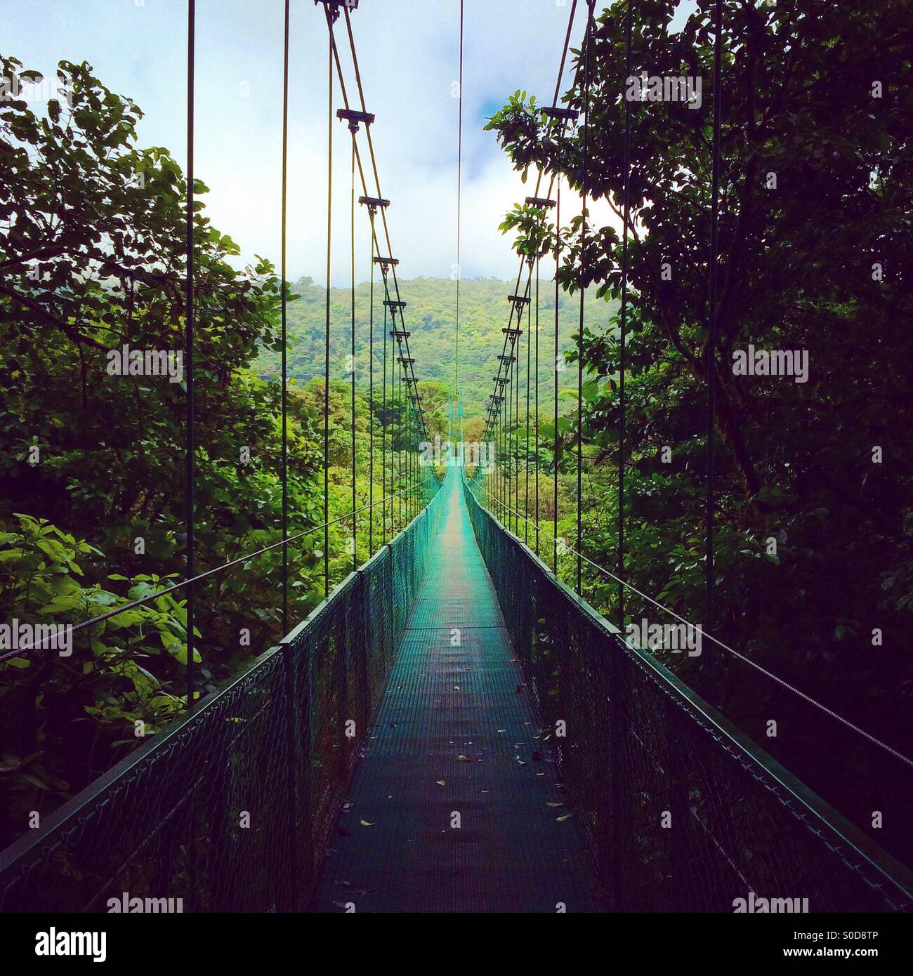 Ponte sulla foresta di pioggia Foto Stock