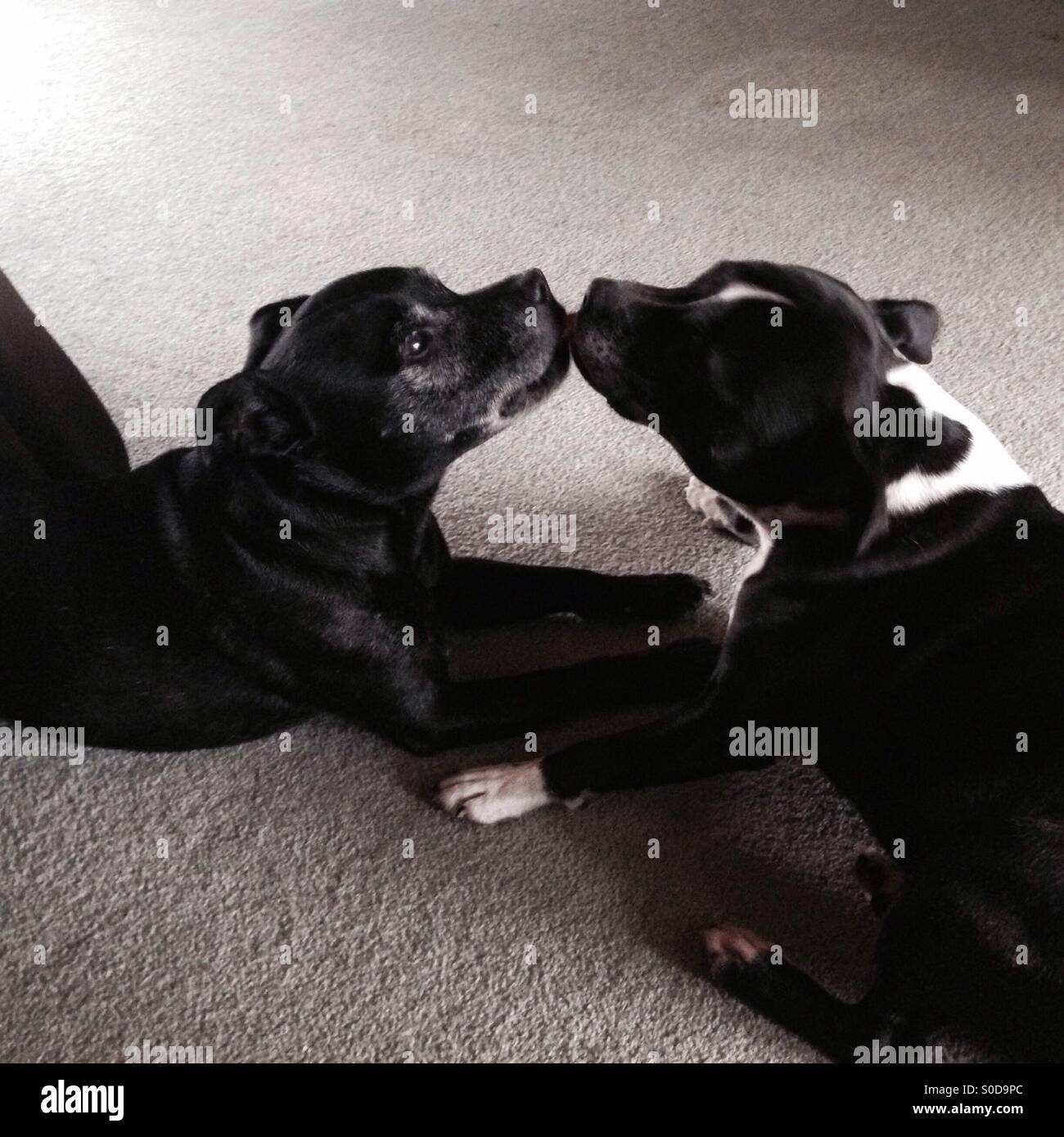 American Staffordshire Terrier kissing - Immagine stock catturata con smartphone