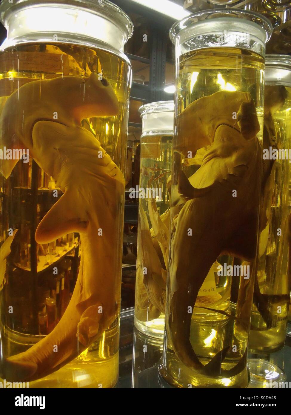 Varie specie di squali sono conservati in bottiglie riempite con alcool. Foto Stock