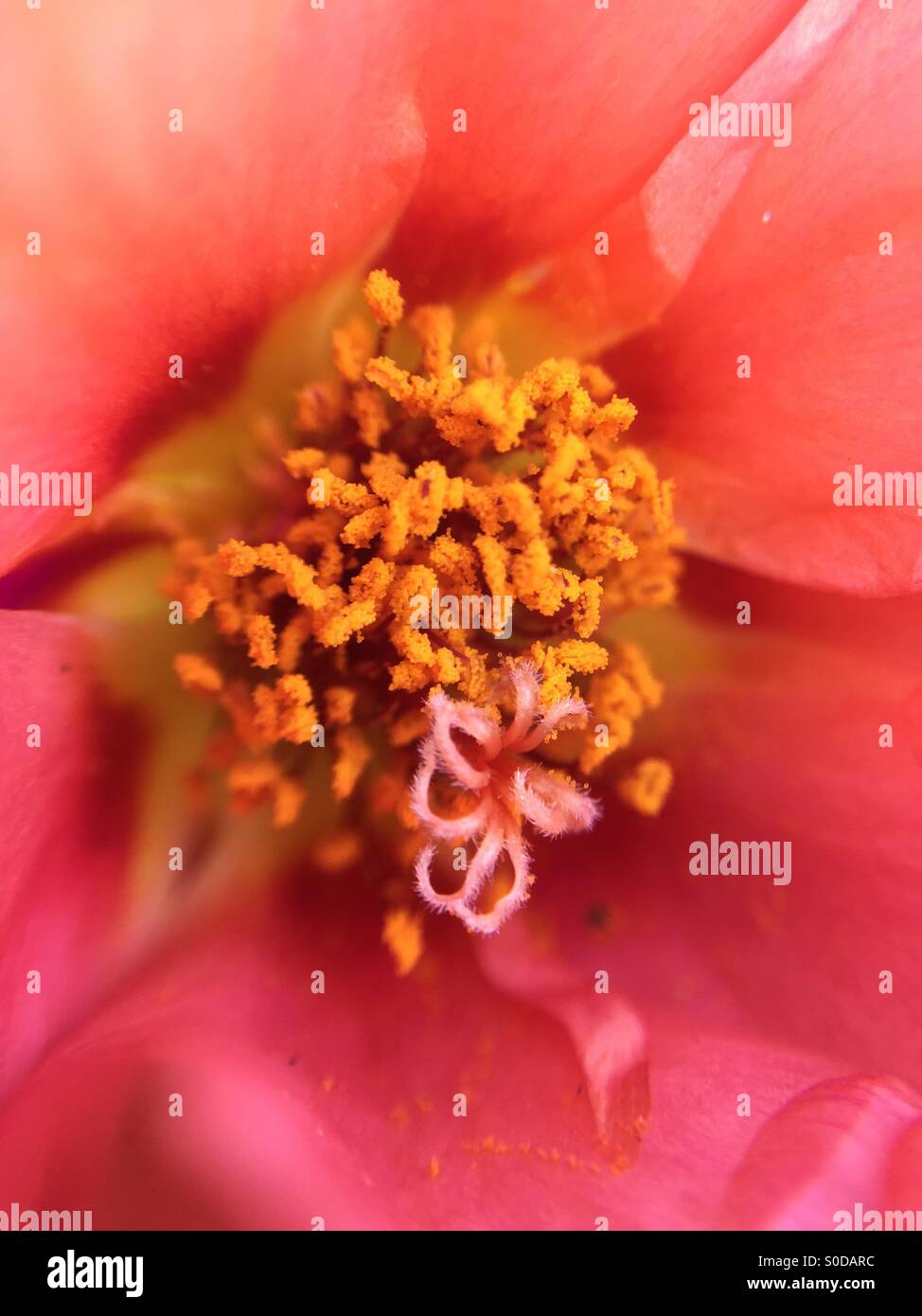 Macro di rosa Portulaca stami con il polline. Foto Stock