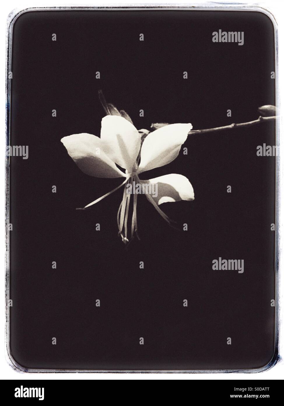 Fotografia in bianco e nero di un fiore. - Immagine stock catturata con smartphone