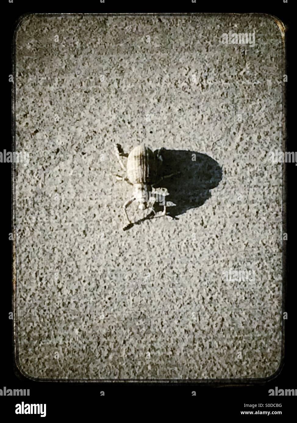 Curculione piccolo scarabeo con una grande ombra su un marciapiede in Palm Springs, California - Immagine stock catturata con smartphone