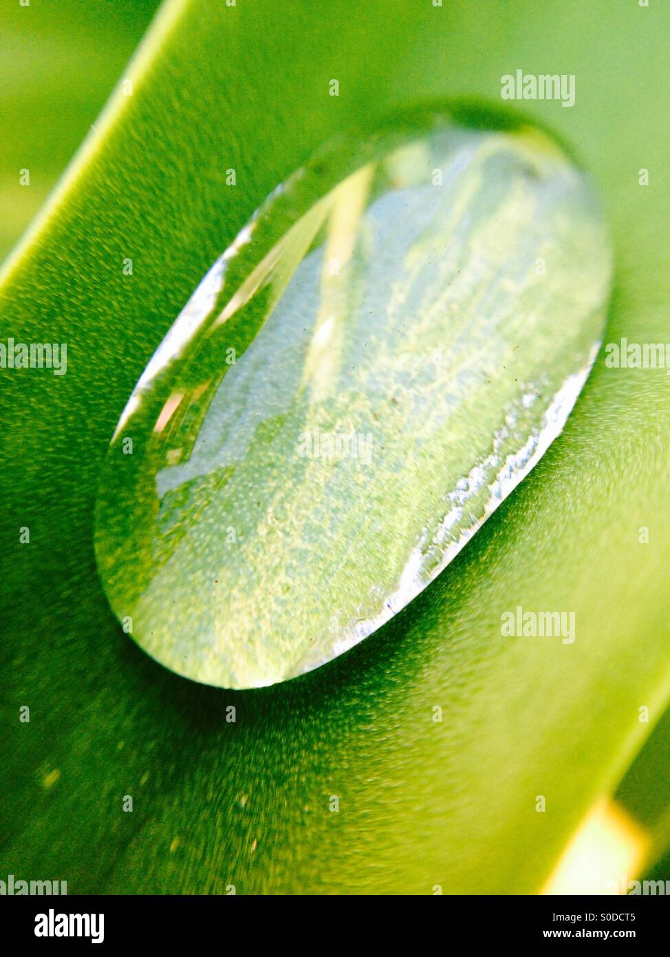 Grande goccia d'acqua su una foglia di tulip Foto Stock