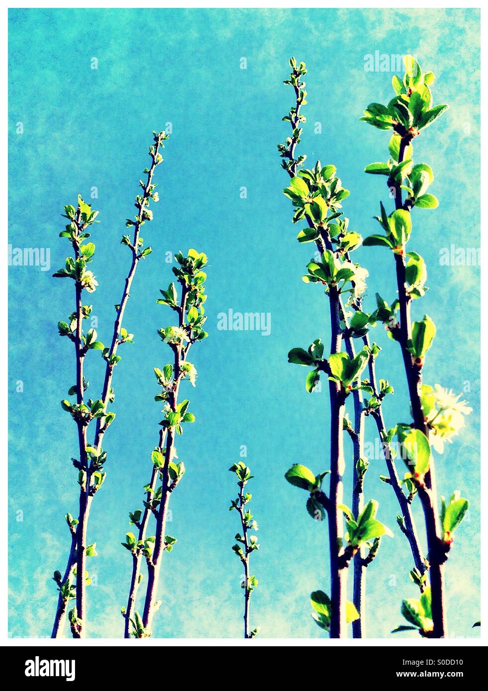 Blossom germogliando su albero da frutta steli fino a raggiungere il blu del cielo. Foto Stock