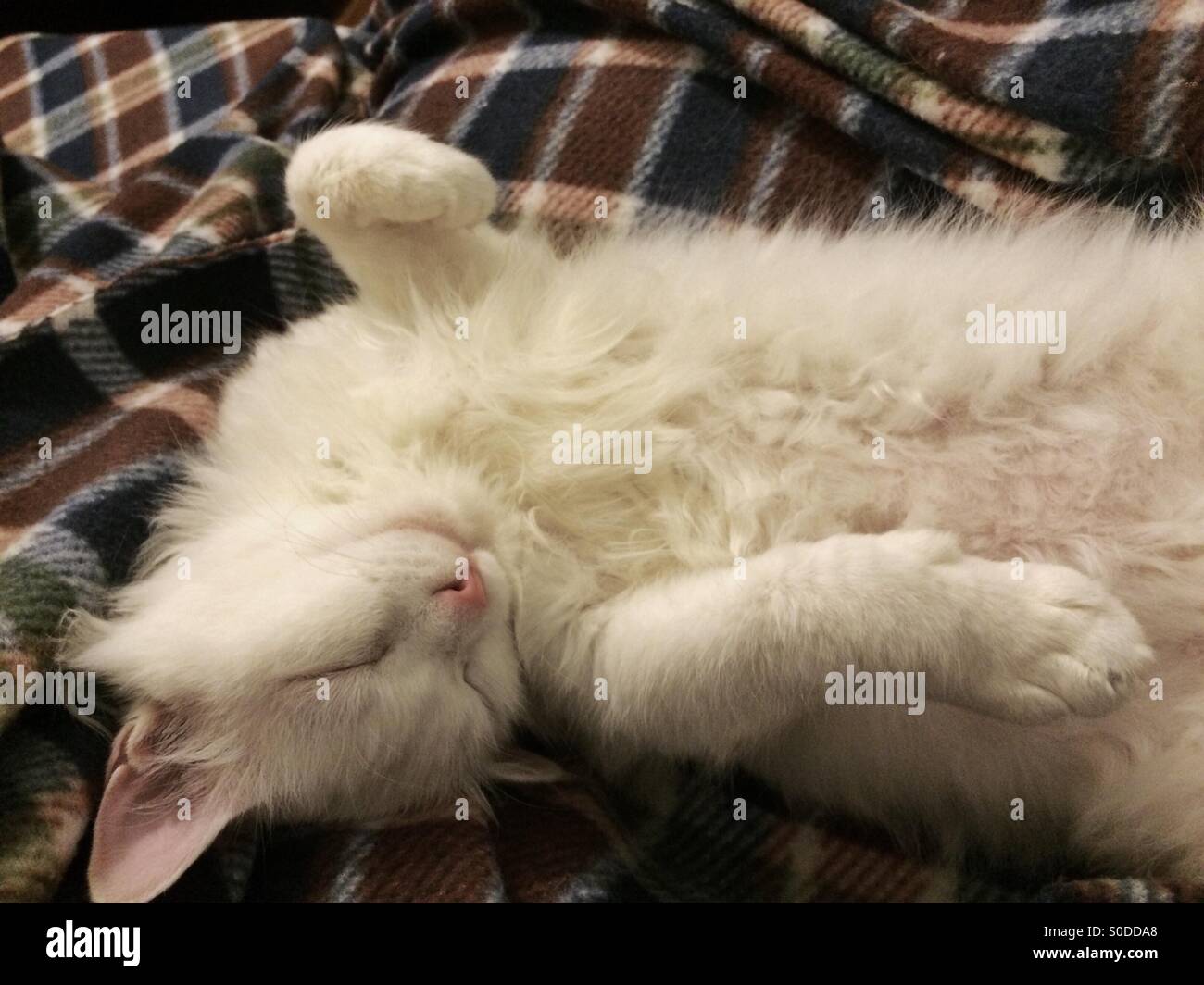 Angora gatto bianco di dormire sulla sua schiena Foto Stock