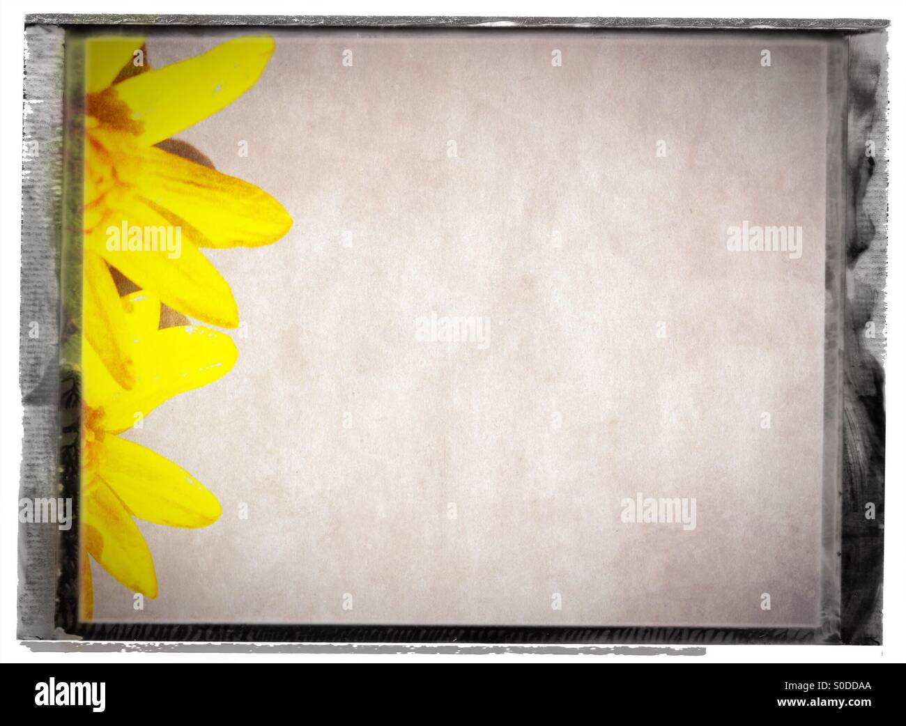 Backround con fiori di colore giallo Foto Stock