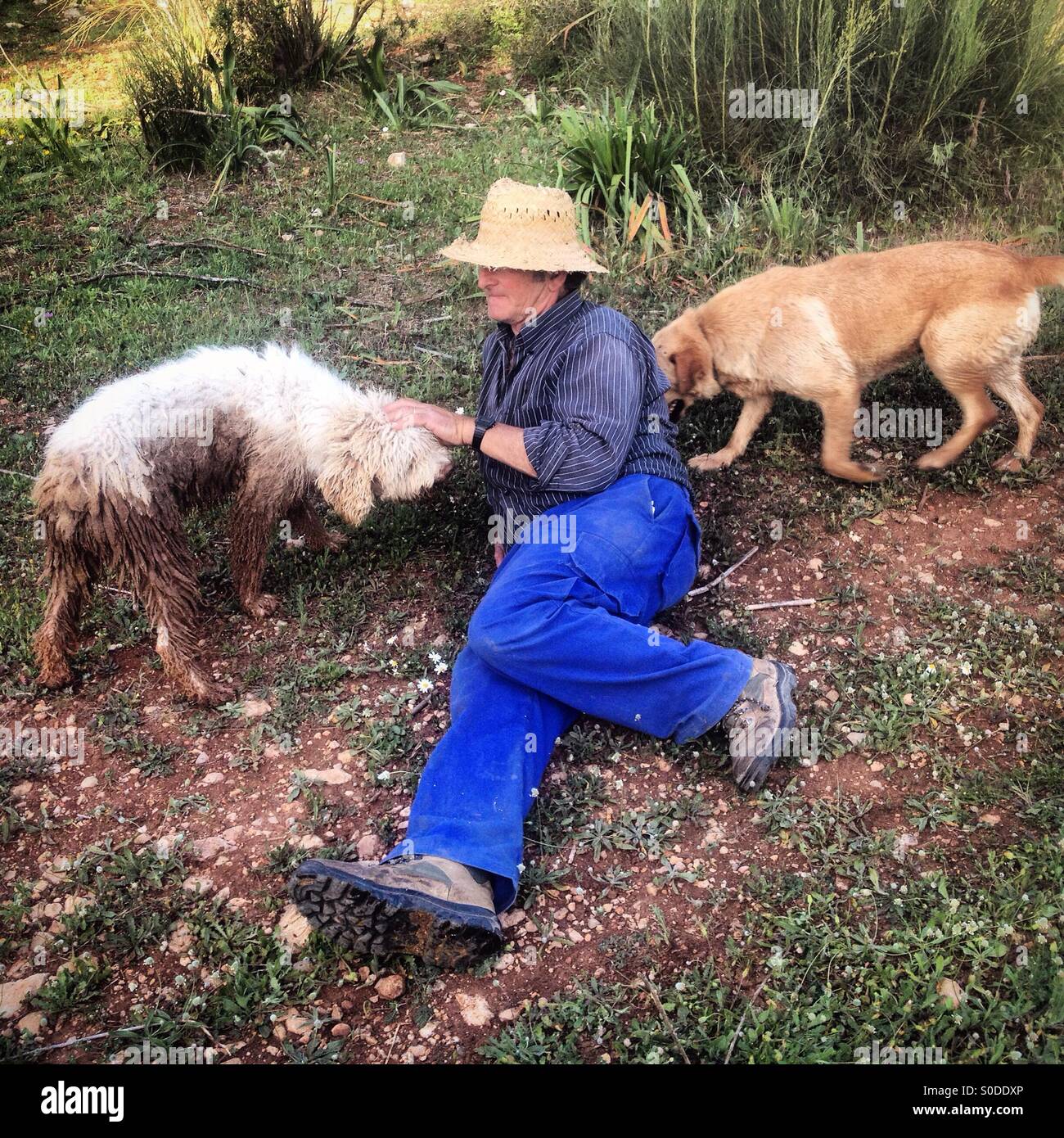 Un capraio resto con le sue pecore-cani come capre pascolano in Prado del Rey, Sierra de Cadice, Andalusia, Spagna - Immagine stock catturata con smartphone
