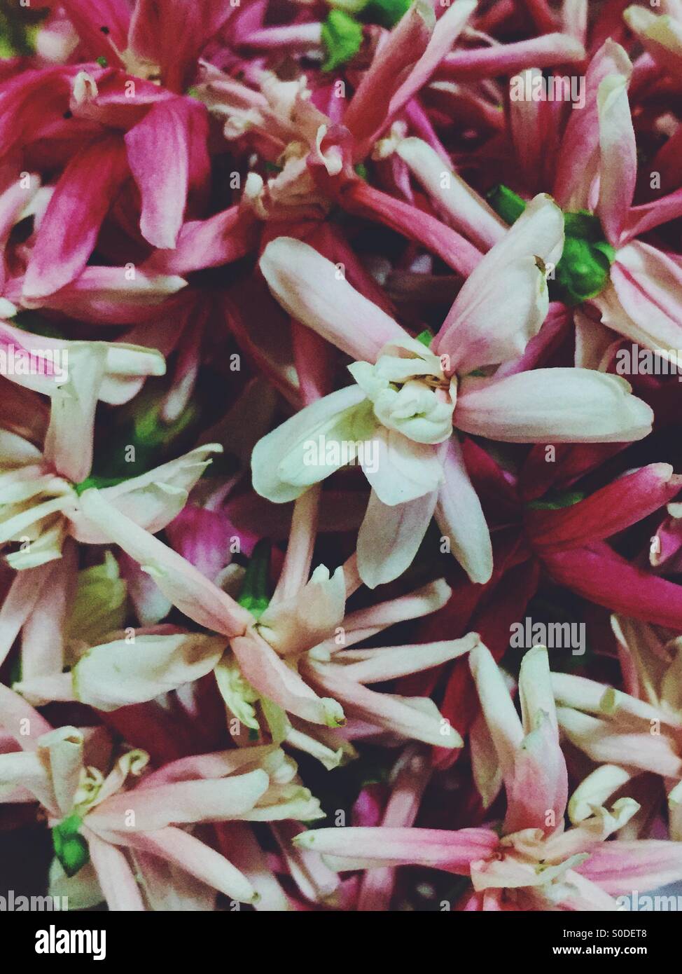 Fresca e fiori secchi. Foto Stock