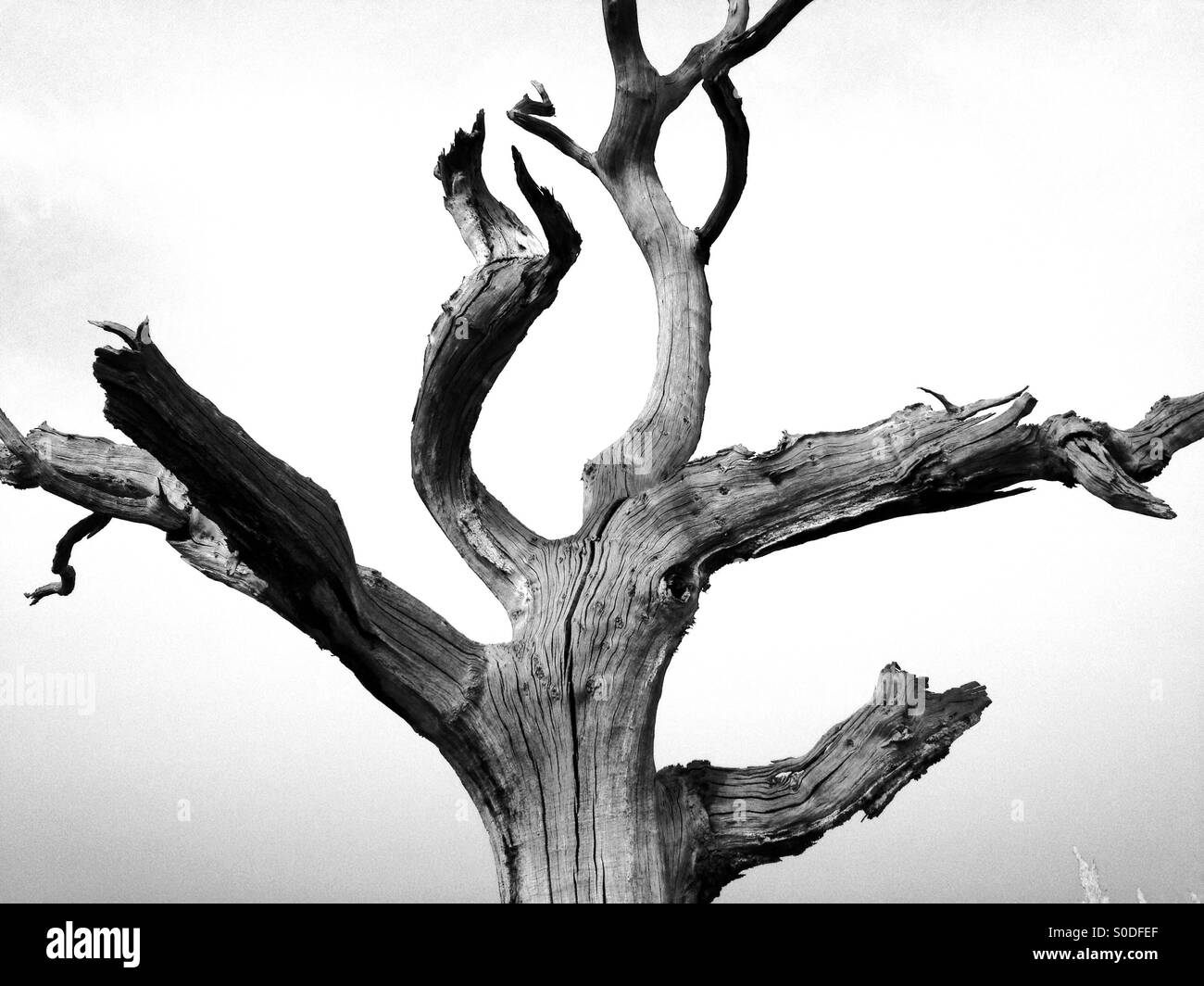 Albero Morto con la forma di un animale in uno dei rami, Iken, Suffolk, Regno Unito. Foto Stock