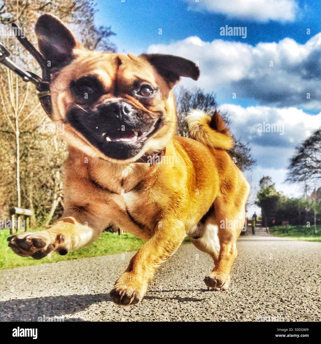 Brocca pup sorridente in telecamera Foto Stock