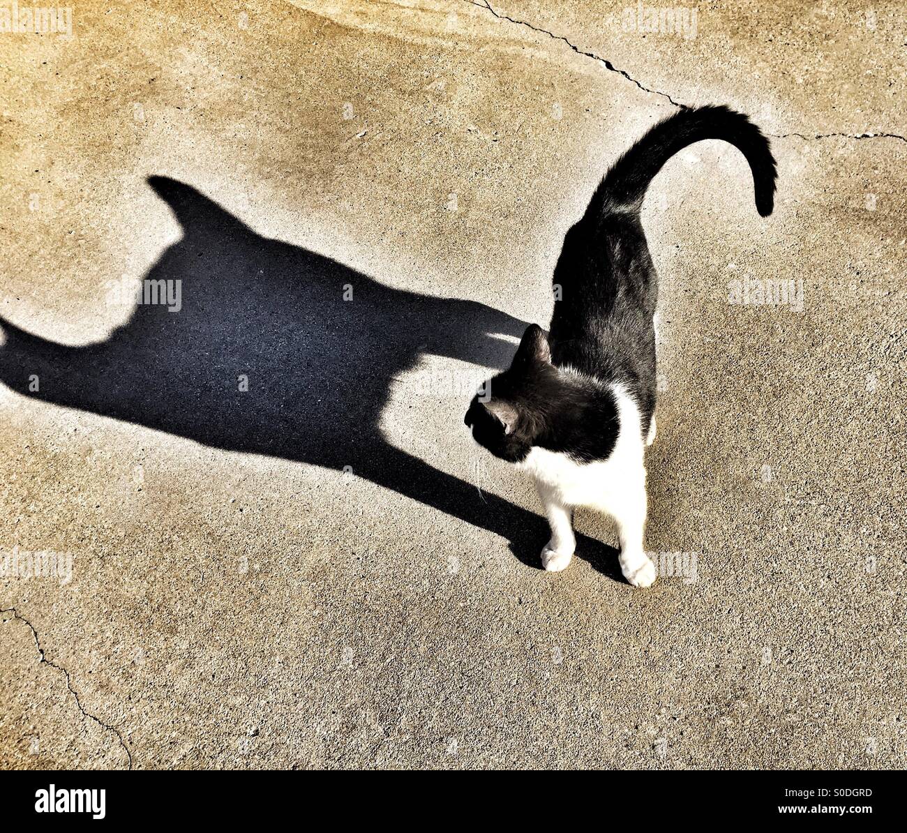 Gatto stupito dalla sua stessa grande ombra Foto Stock