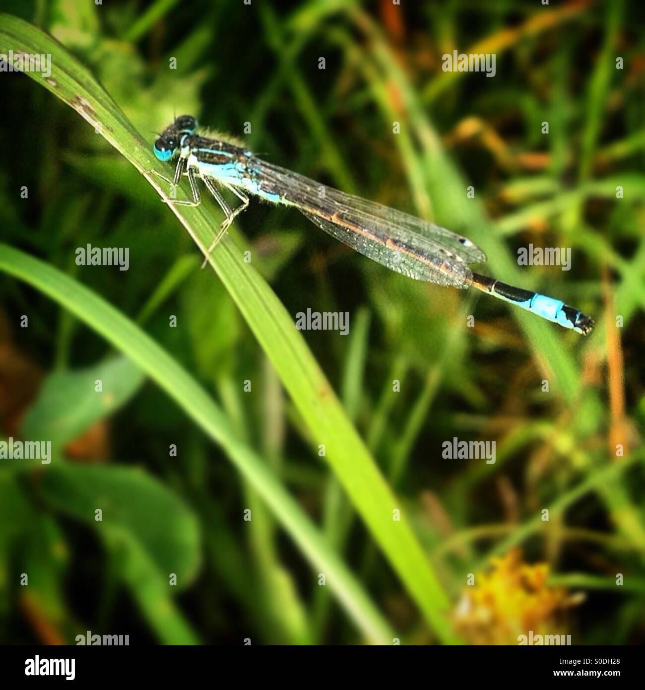 Un dragon-fly perchs su erba verde in Prado del Rey, Sierra de Cadice, Andalusia, Spagna - Immagine stock catturata con smartphone