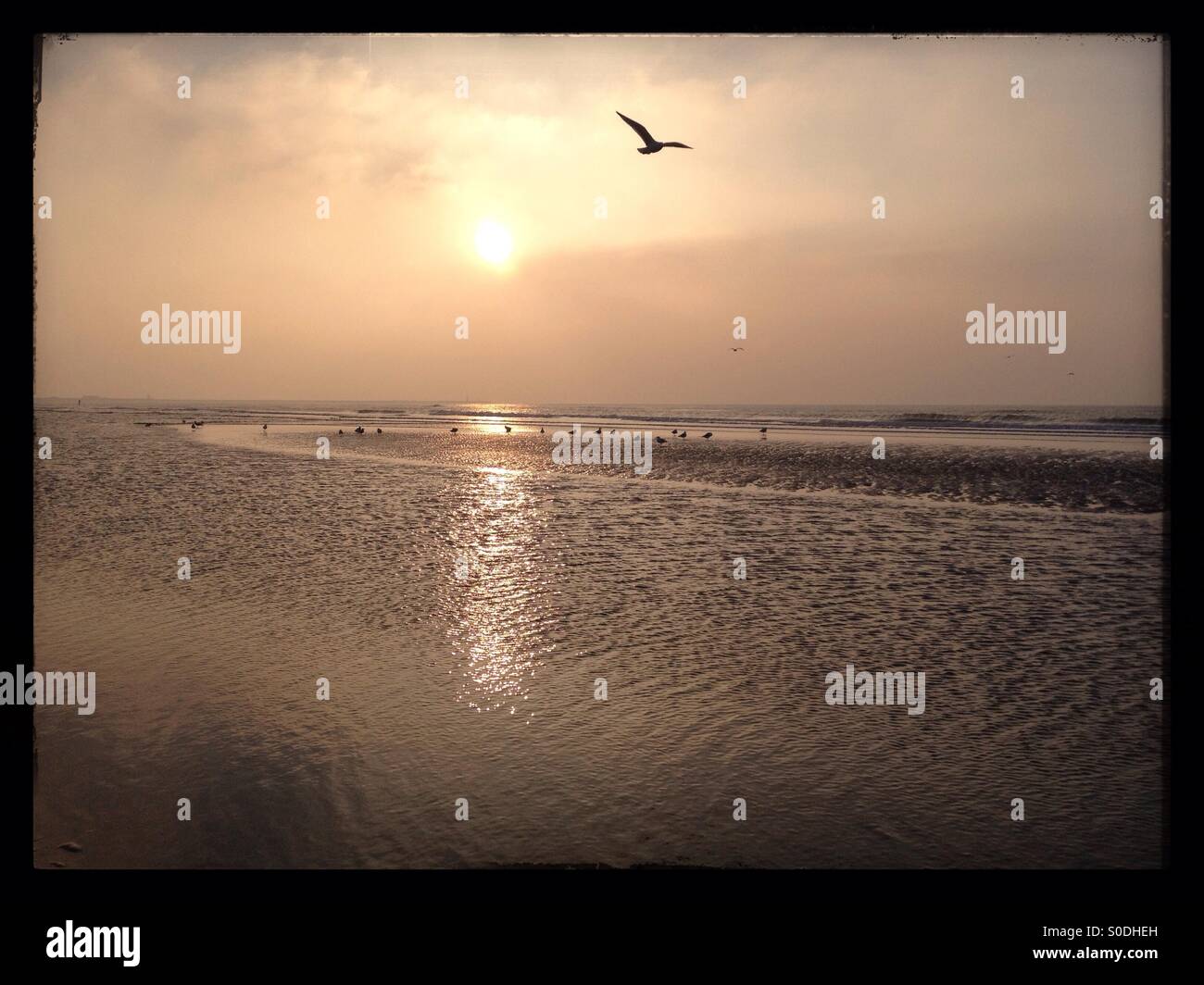 Tramonto e bird in mare Foto Stock