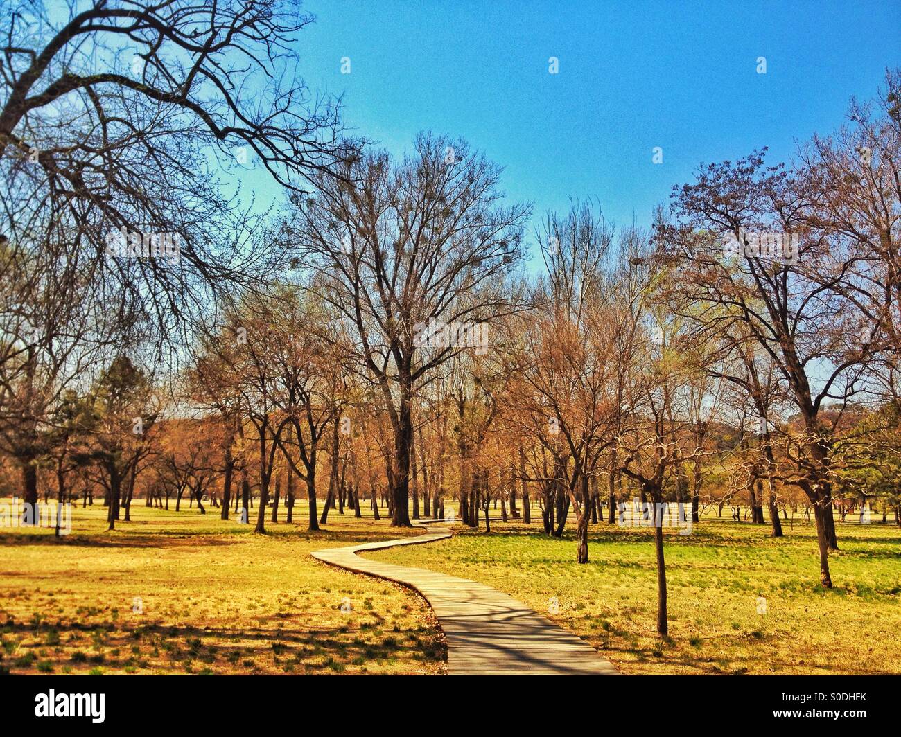 Plank Road nel bosco Foto Stock