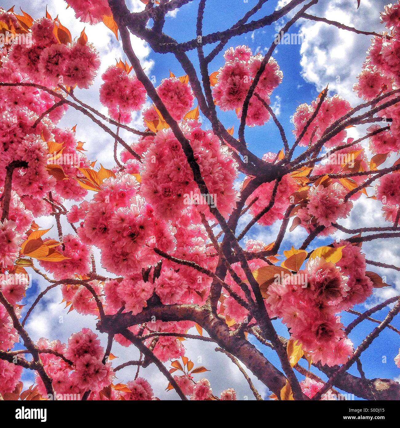 Fiori di rosa - Immagine stock catturata con smartphone