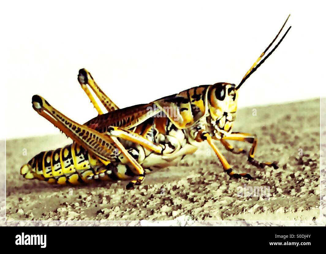 Un enorme grasshopper che posano per una foto. Foto Stock