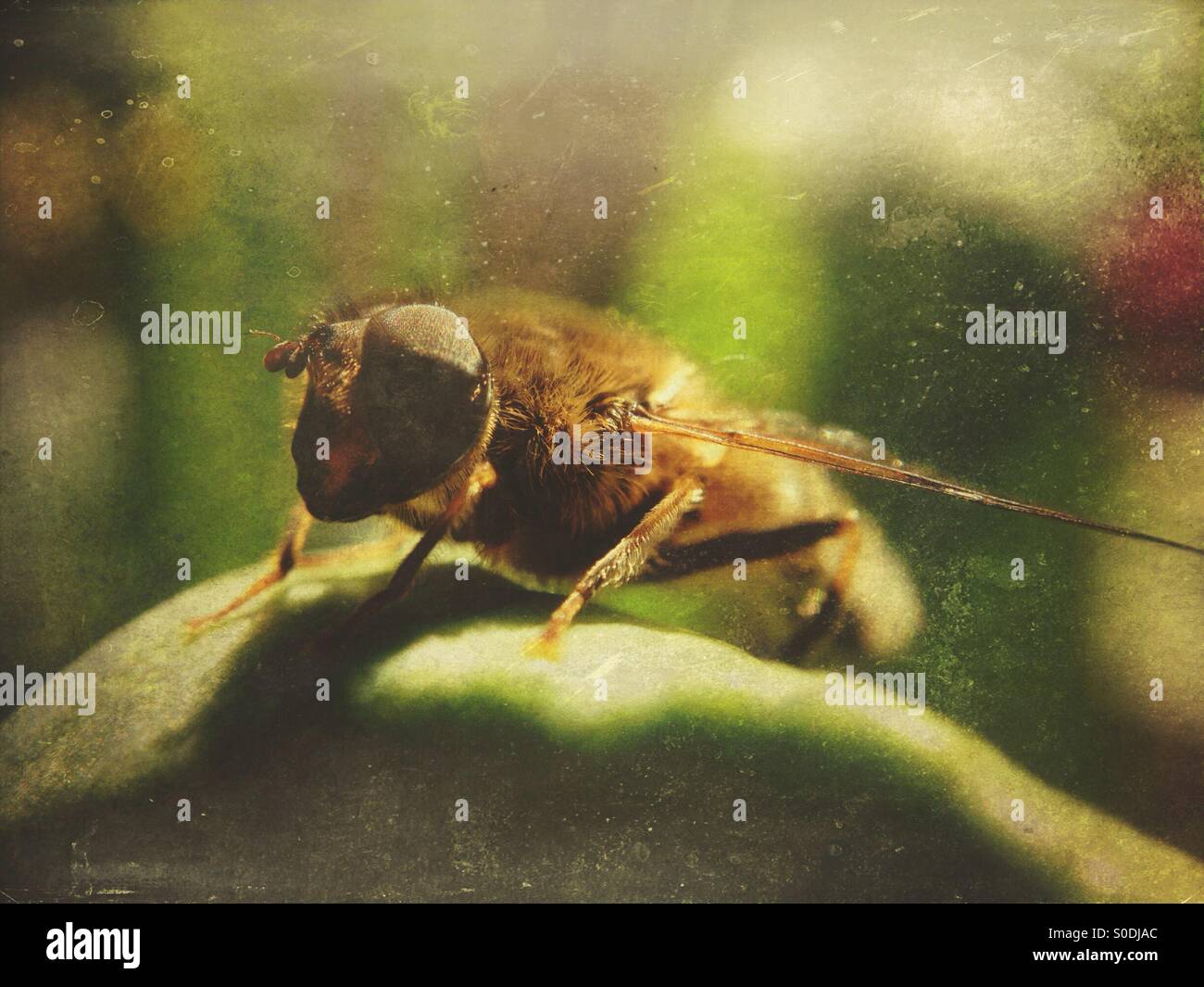 Passare il puntatore del mouse sul fly tulip leaf - Immagine stock catturata con smartphone