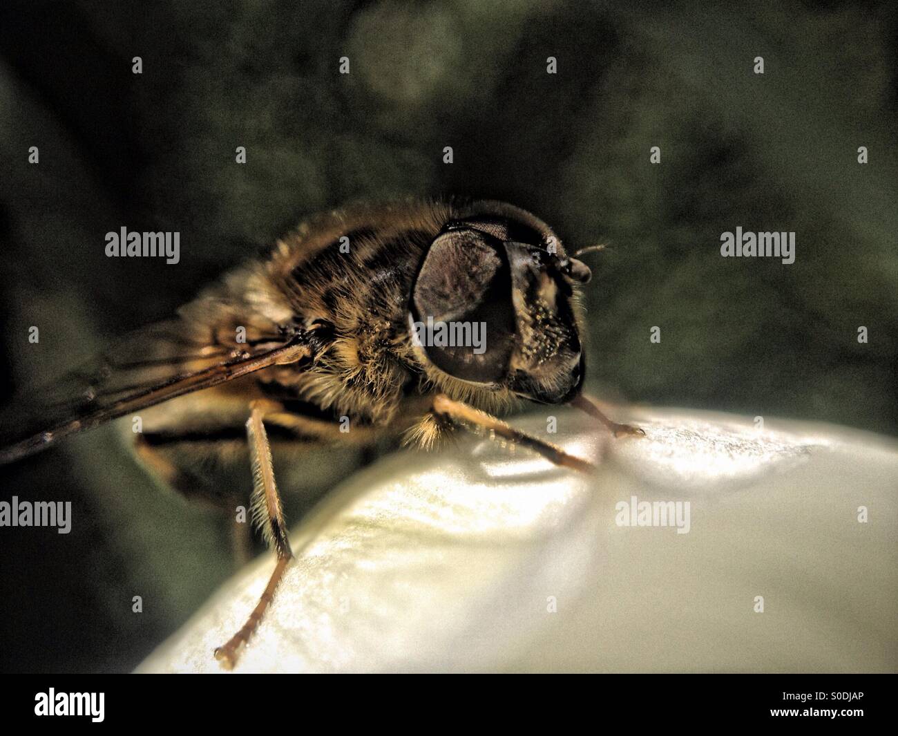 Passare il puntatore del mouse sul fly tulip leaf - Immagine stock catturata con smartphone