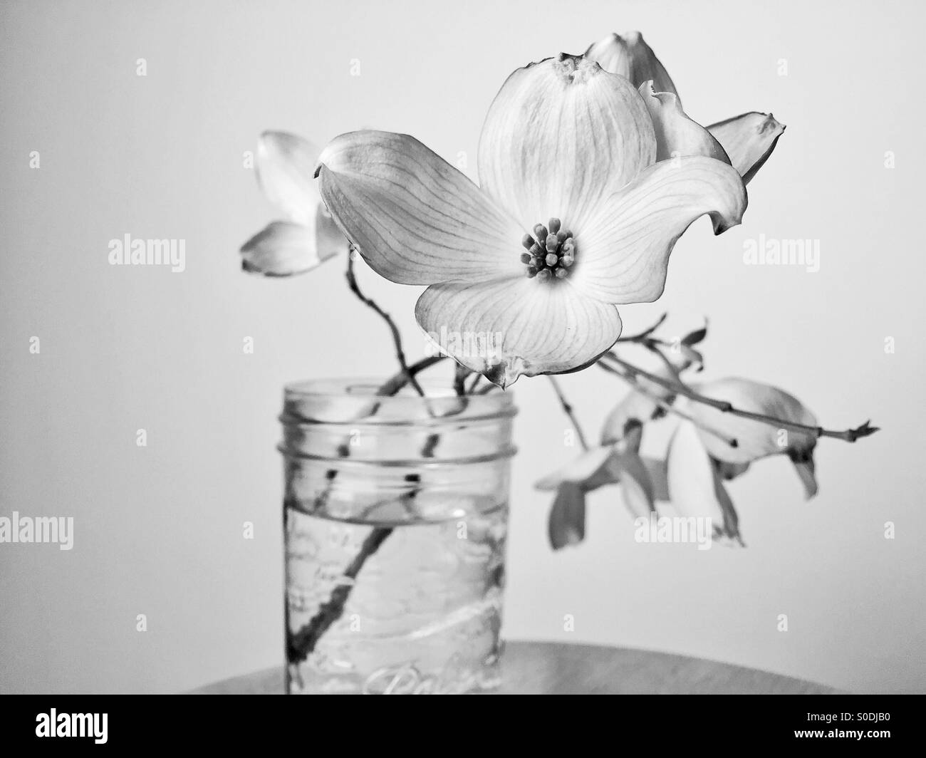Foto in bianco e nero di un albero di corniolo sanguinello fiore Foto Stock