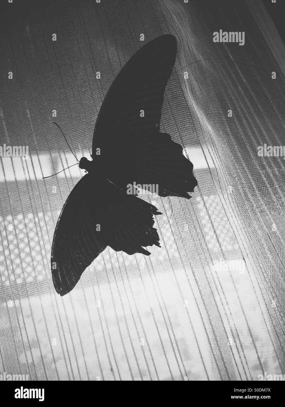 Farfalla. - Immagine stock catturata con smartphone