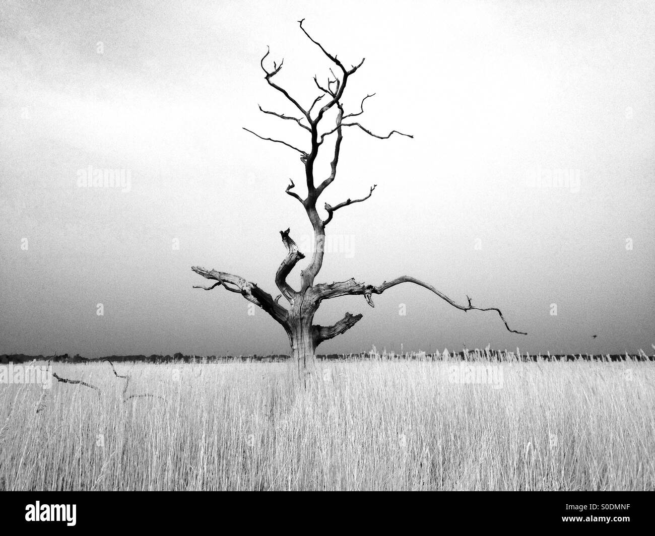 Albero morto, Iken paludi vicino a Snape, Suffolk, Regno Unito. Foto Stock