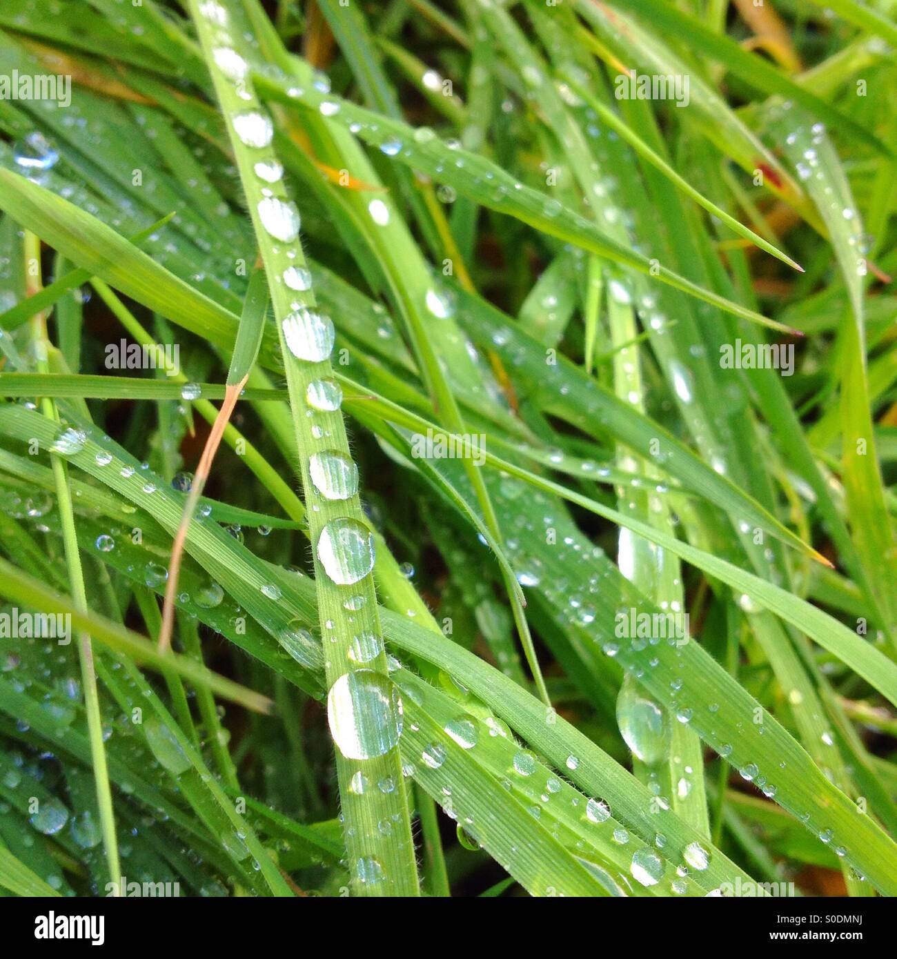 Le goccioline di acqua sull'erba Foto Stock