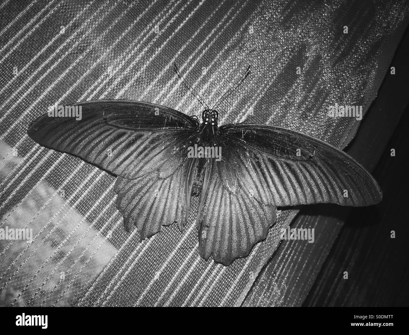 Bianco e nero butterfly. - Immagine stock catturata con smartphone