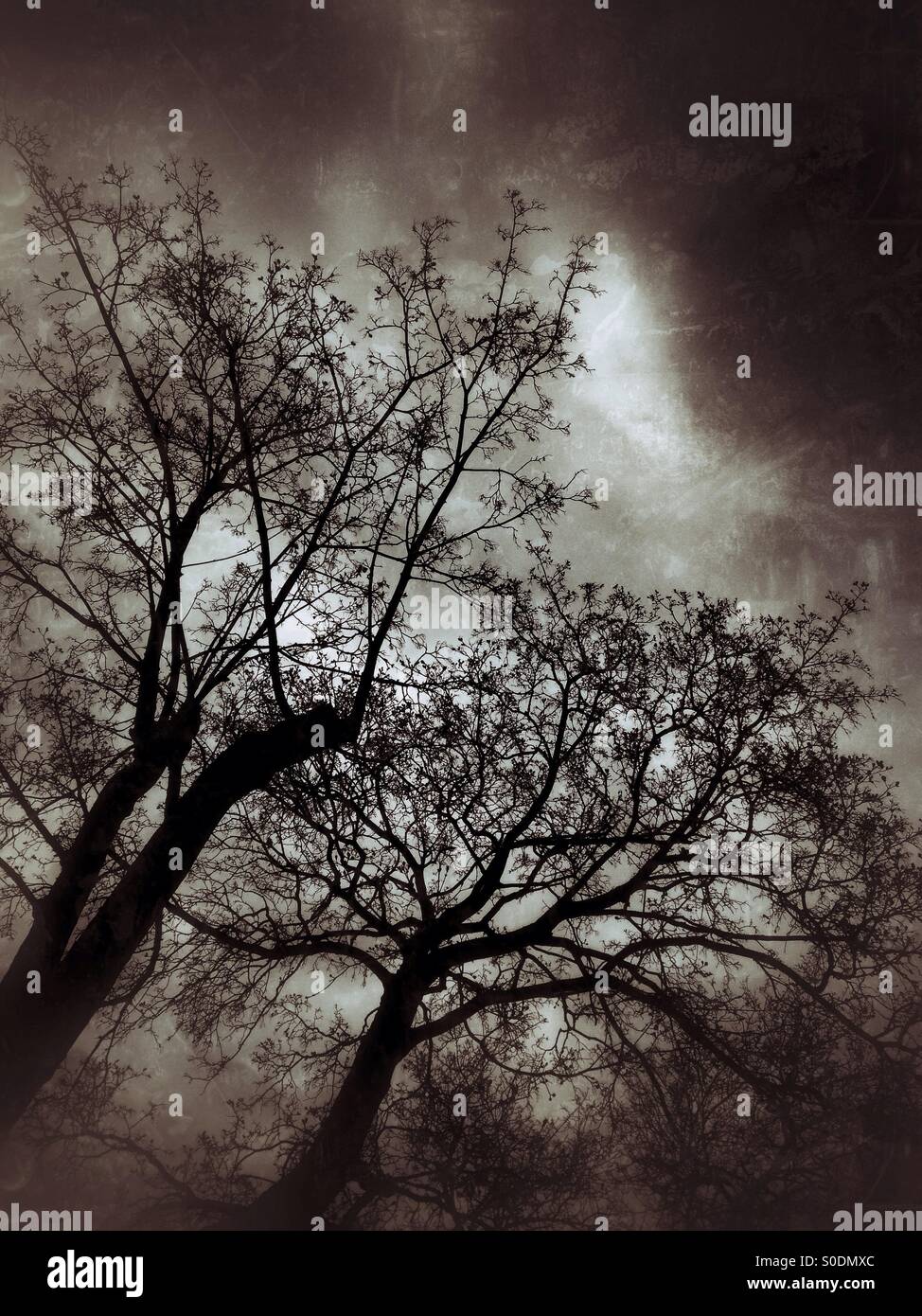 Alberi - Immagine stock catturata con smartphone
