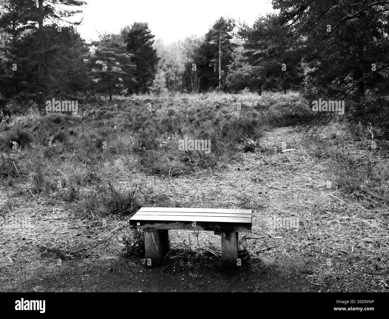 Hollesley comune, Suffolk, Regno Unito. Foto Stock