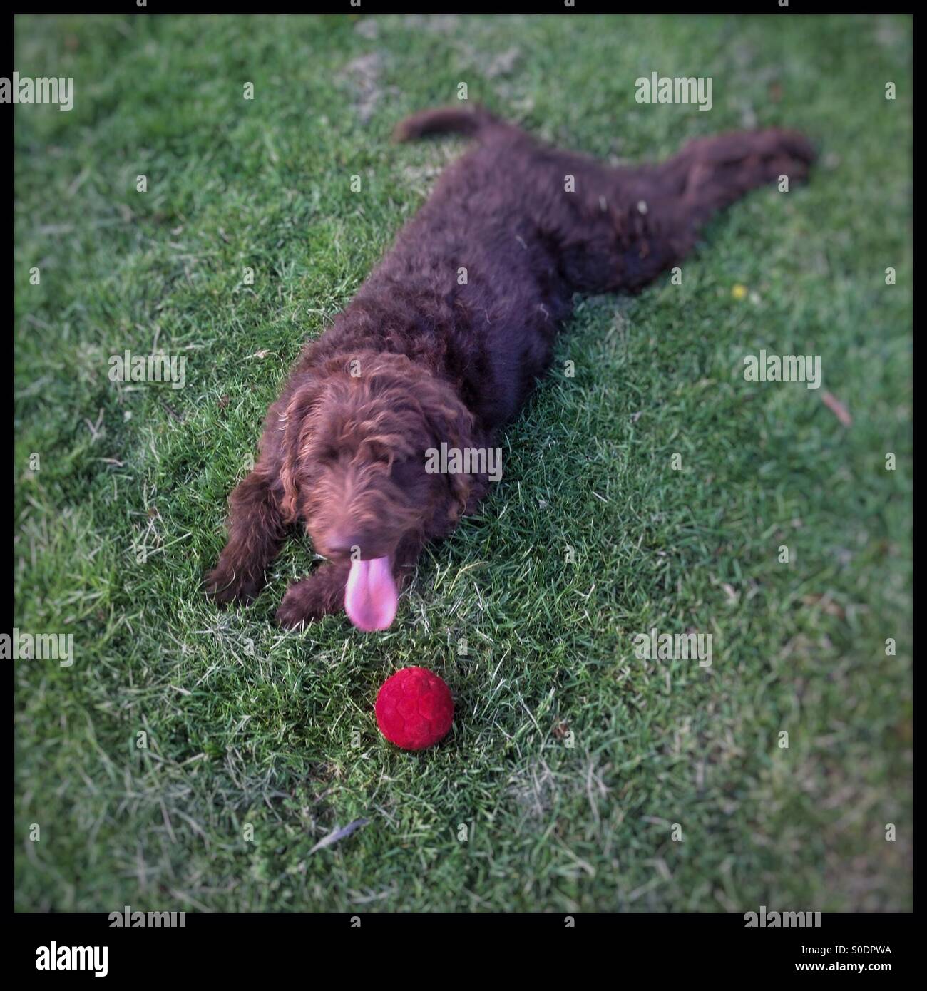Il cioccolato labradoodle cane con una palla rossa - Immagine stock catturata con smartphone