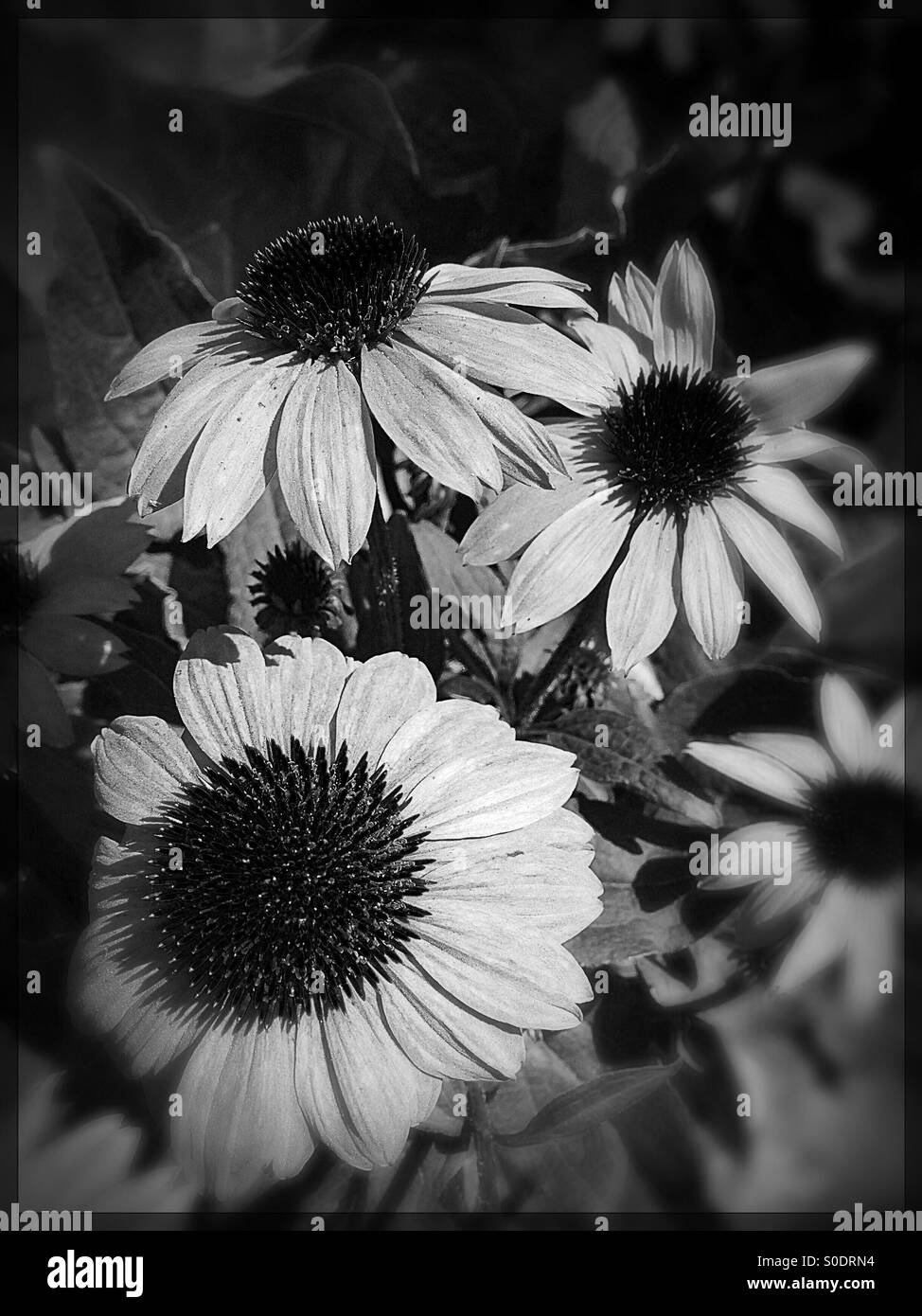 Pratoline in bianco e nero sono ancora splendidi fiori. Foto Stock