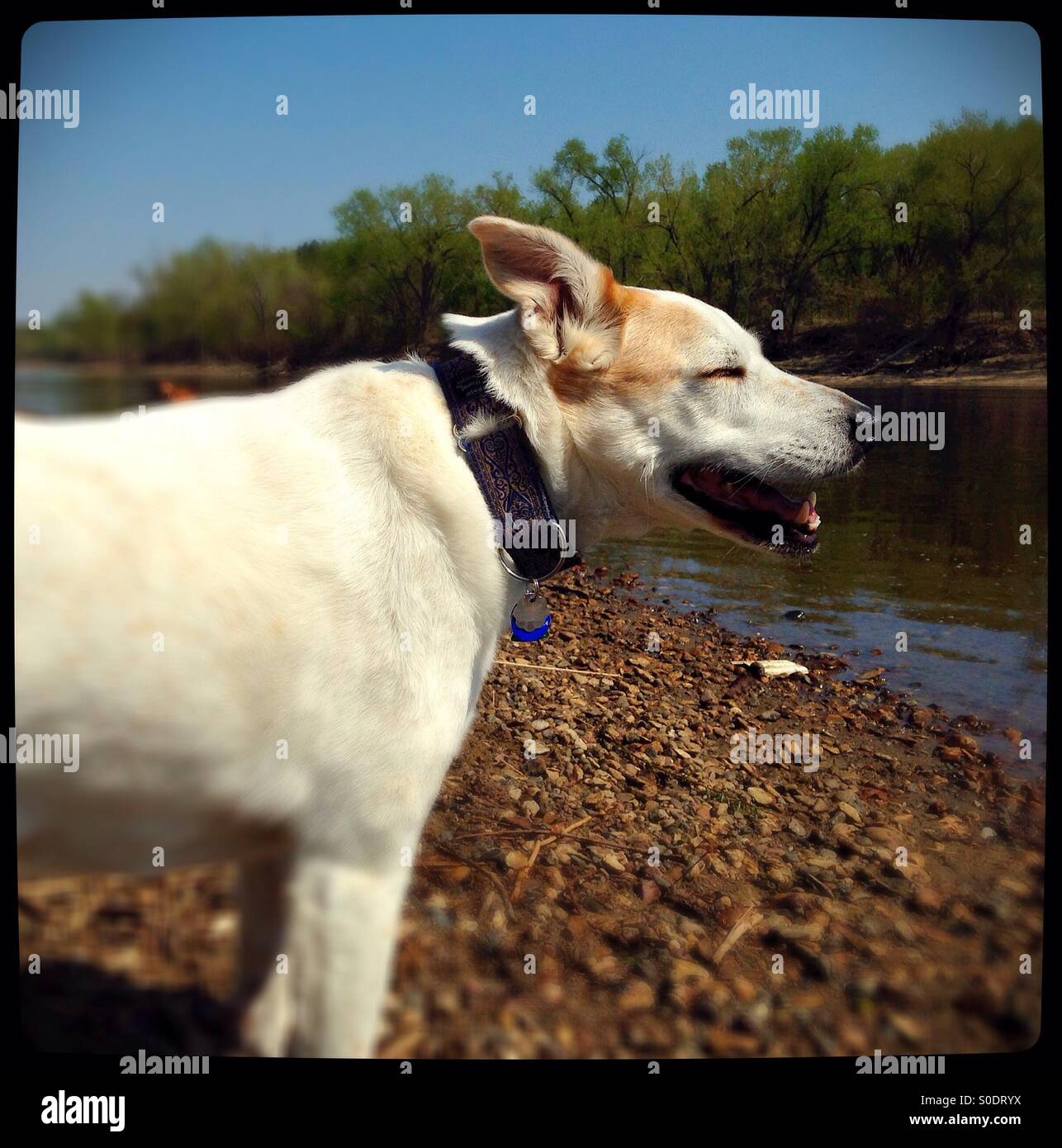 Un sorridente cane da un fiume. Foto Stock