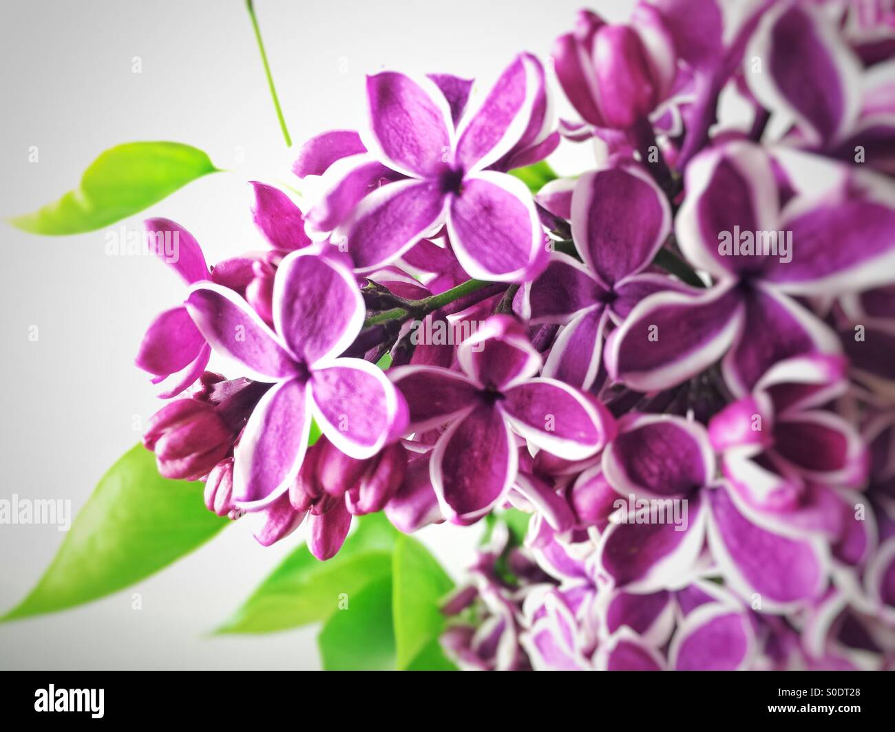 Fiori lilla - Immagine stock catturata con smartphone