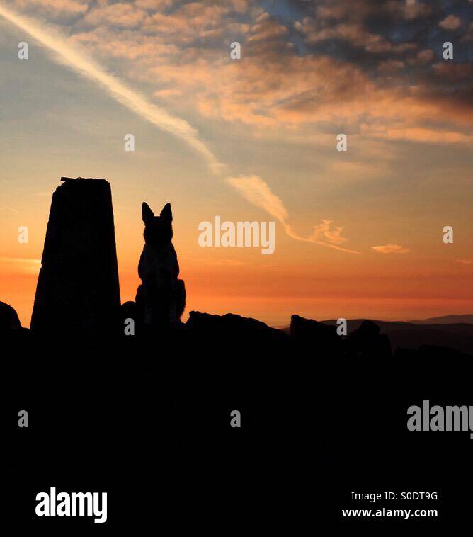 Silhouette di Border Collie cane al tramonto, vertice mountain cairn - Immagine stock catturata con smartphone