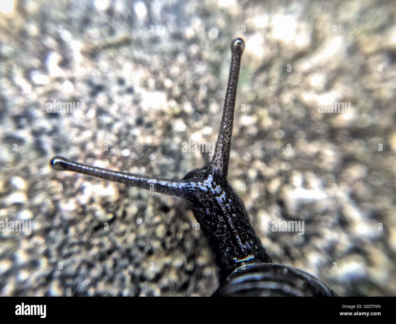 In prossimità di una lumaca - Immagine stock catturata con smartphone