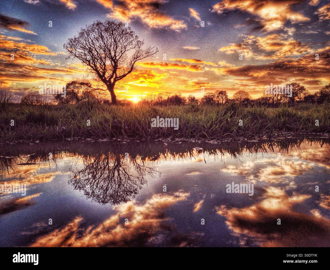 Tree riflessa nella pozzanghera al tramonto Foto Stock