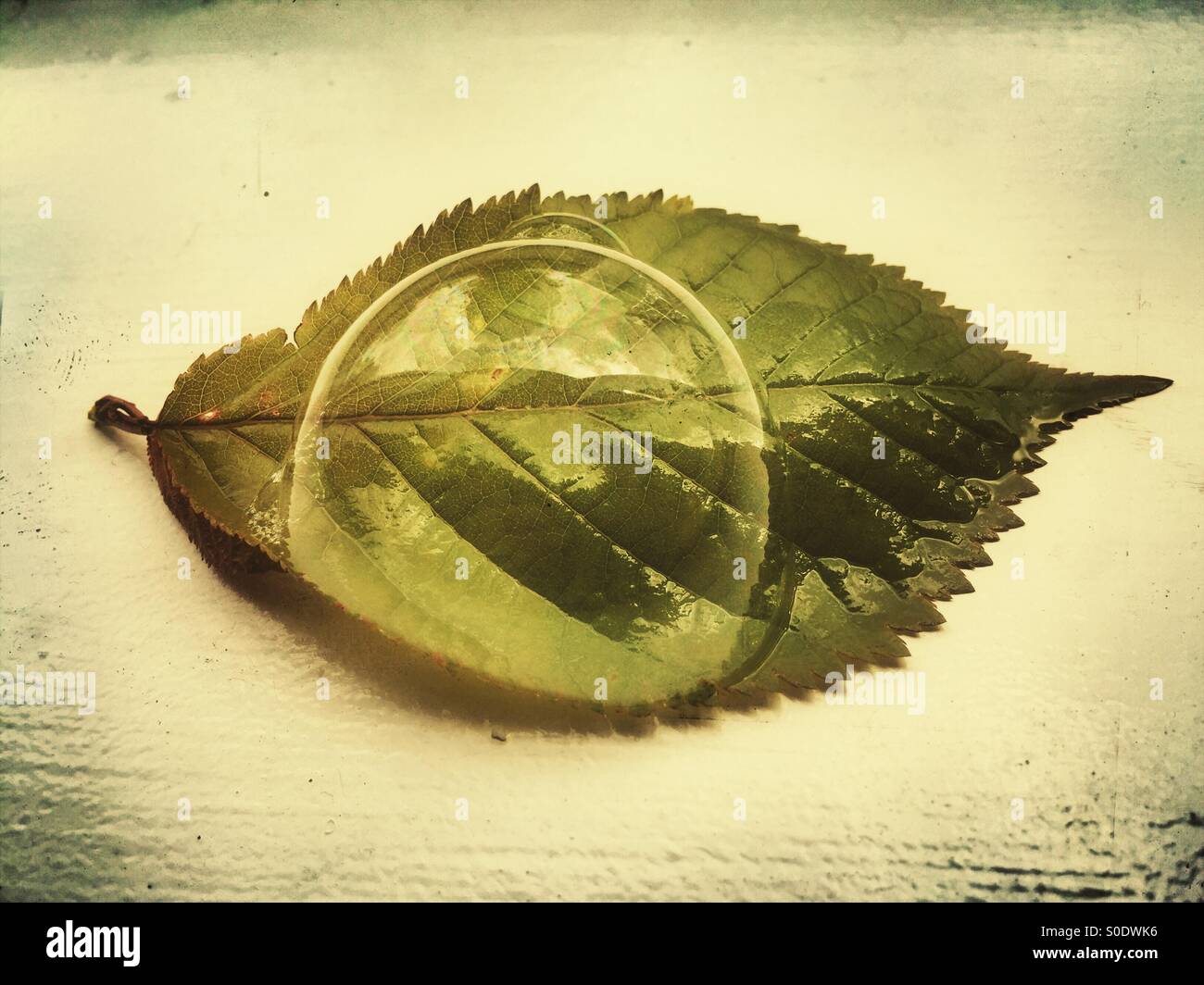 Acqua bolla sopra una foglia verde - Immagine stock catturata con smartphone