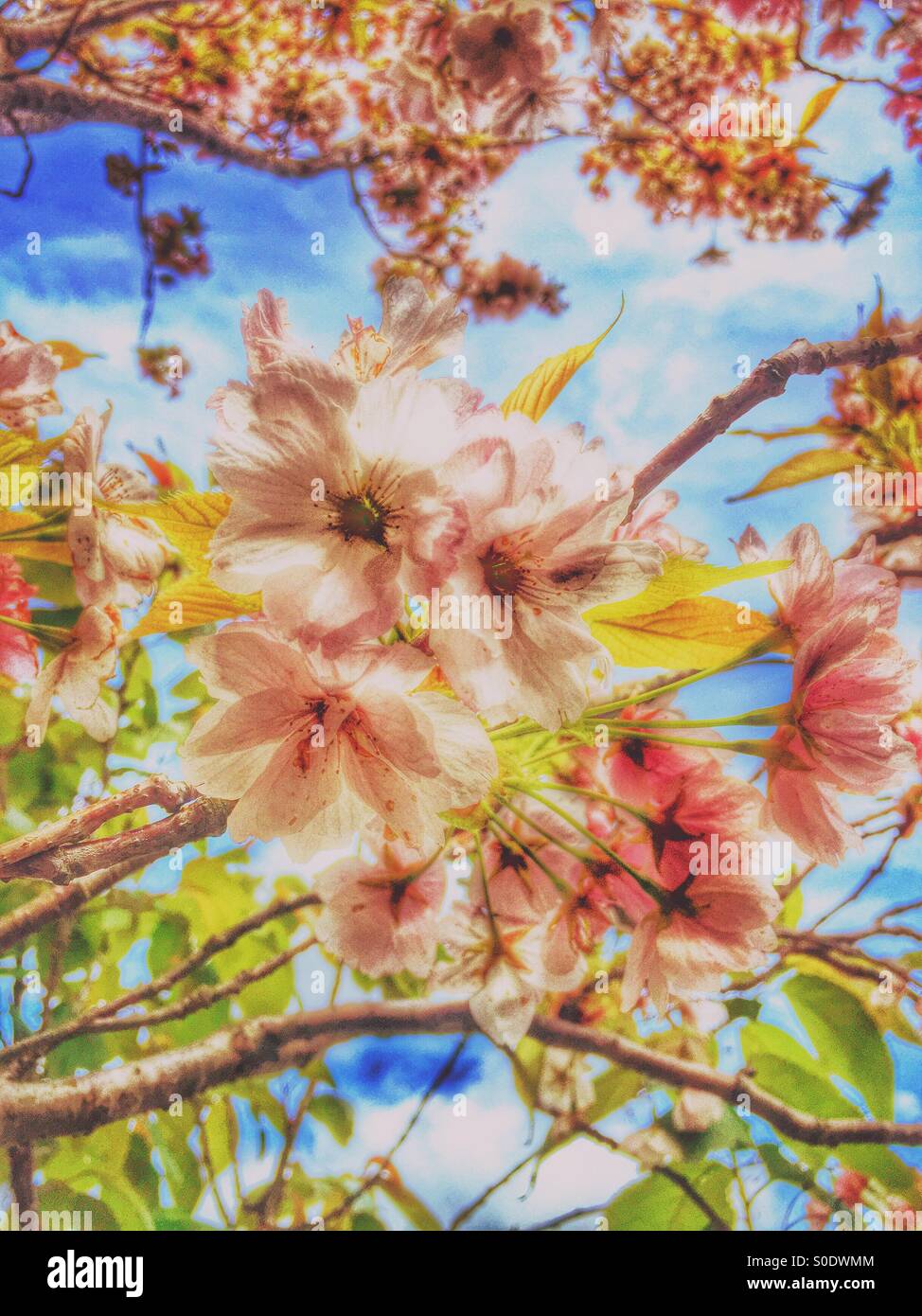Fioritura di fiori di primavera Foto Stock
