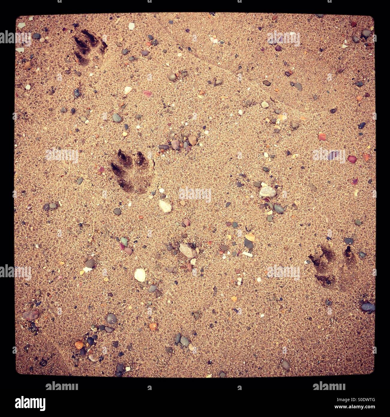 Stampe della zampa - Immagine stock catturata con smartphone