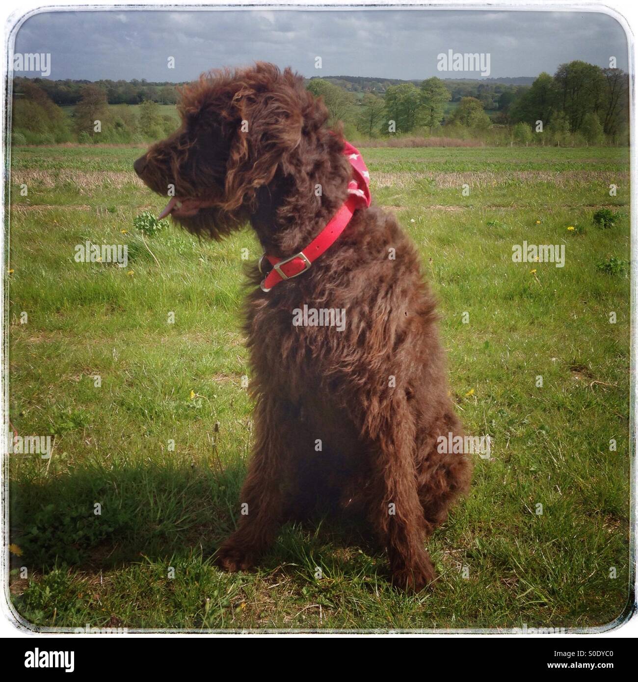 Labradoodle dog sitter in un campo Hampshire Inghilterra - Immagine stock catturata con smartphone