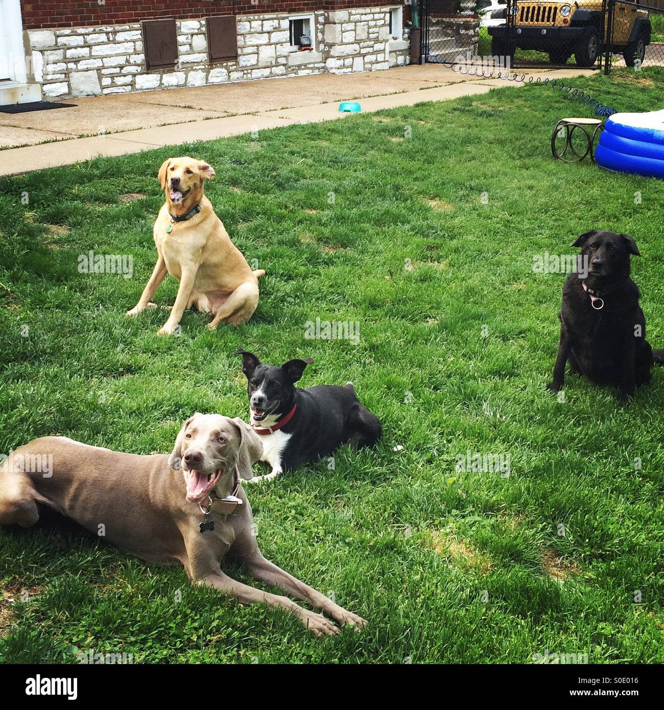 Quattro cani godendo di un cortile erboso Foto Stock