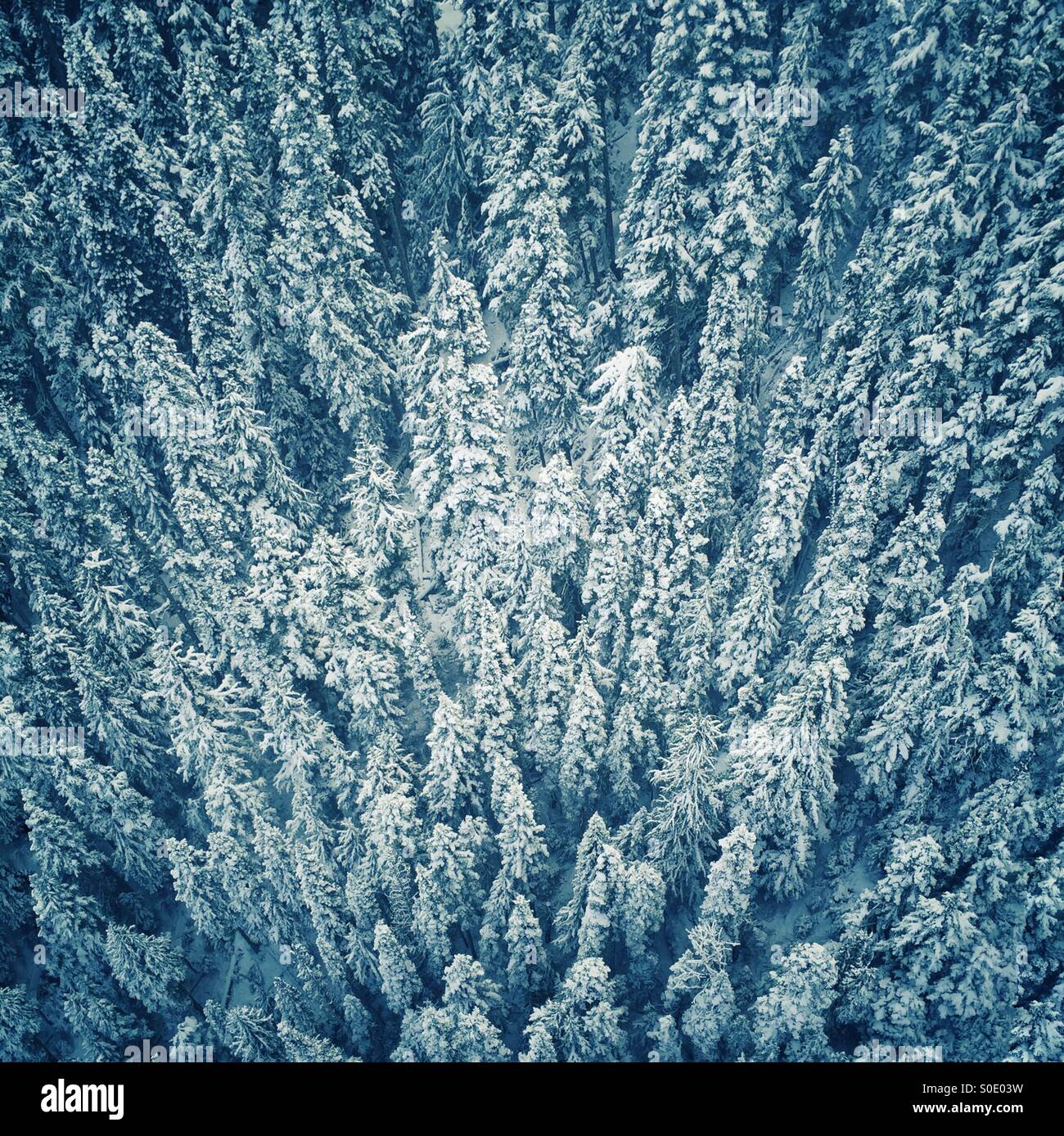 Foto aerea di coperta di neve alberi Foto Stock