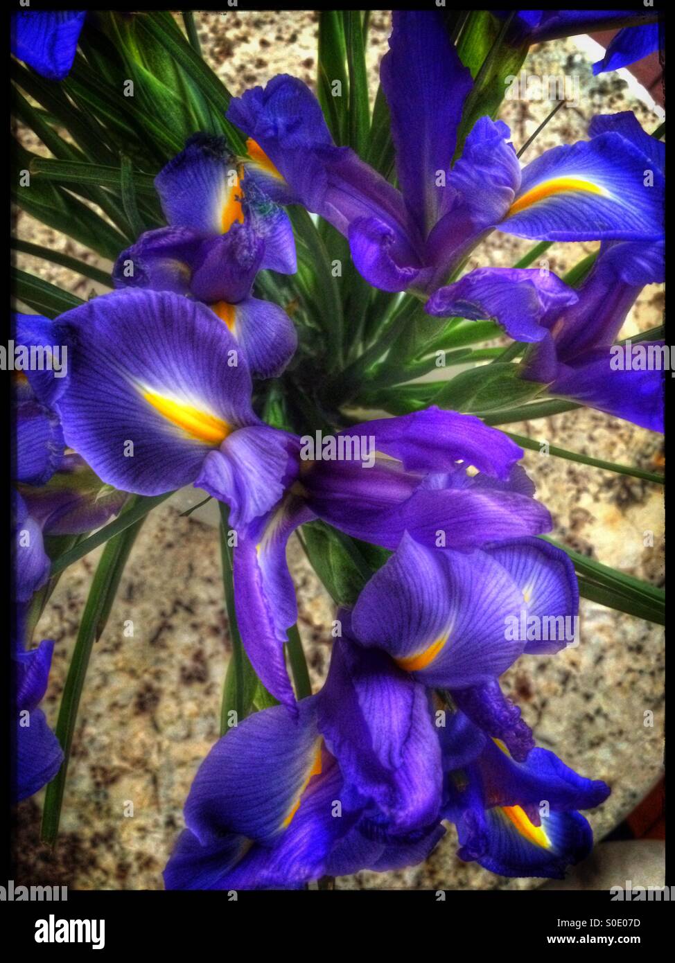 Fiori blu. - Immagine stock catturata con smartphone