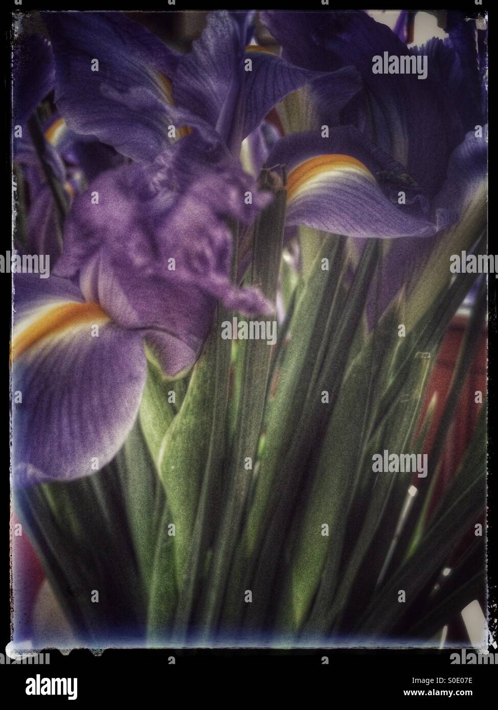 Fiori blu. - Immagine stock catturata con smartphone