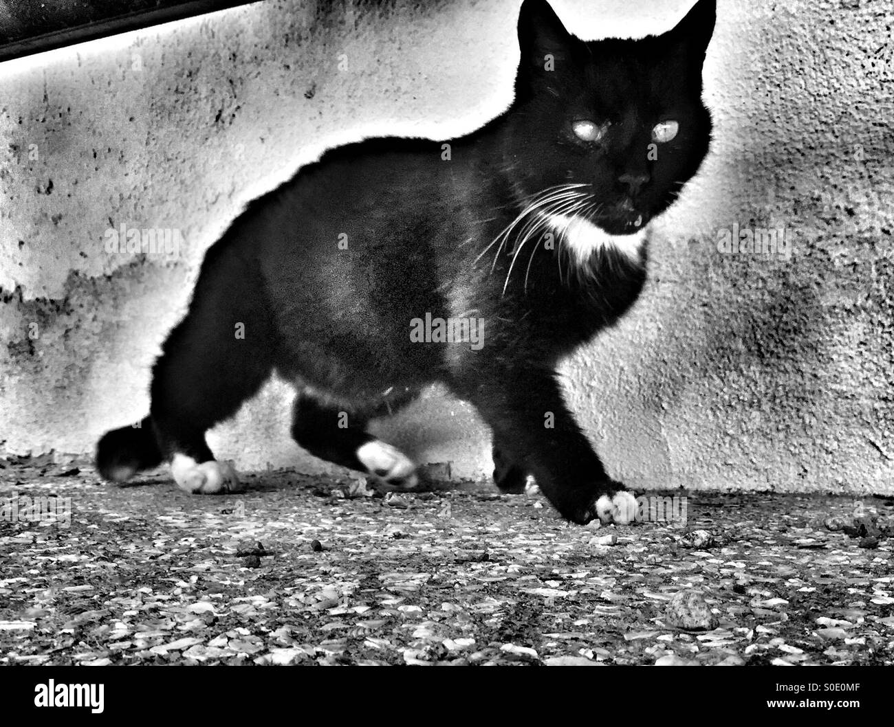Gatto nero Foto Stock