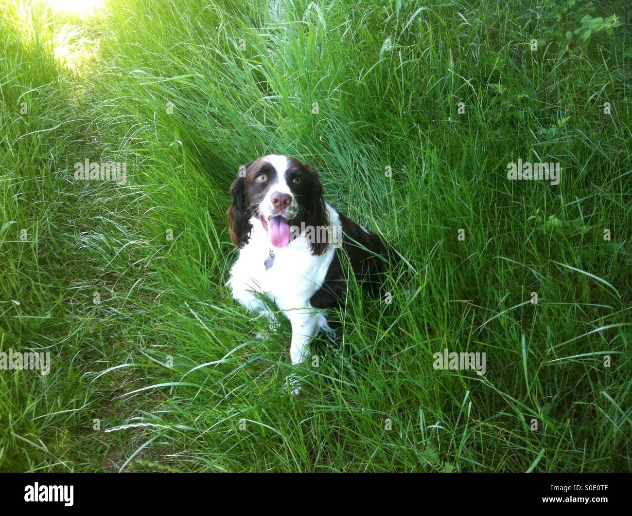 English Springer Spaniel sul punto del campo erboso caccia - Immagine stock catturata con smartphone