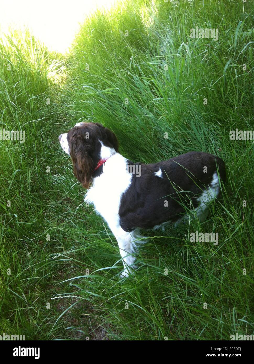 English Springer Spaniel su avviso di caccia in campagna - Immagine stock catturata con smartphone