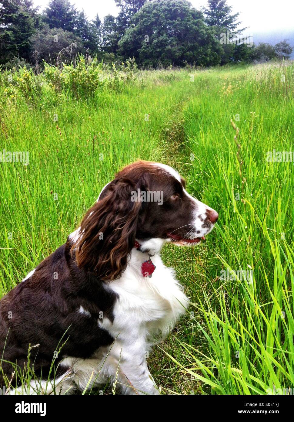 English Springer Spaniel punti ragazza il suo naso verso la selvaggina di penna - Immagine stock catturata con smartphone
